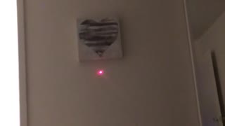 Cat jumps to try and laser from wall