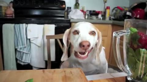 Funny Chef Dog Makes Smoothies