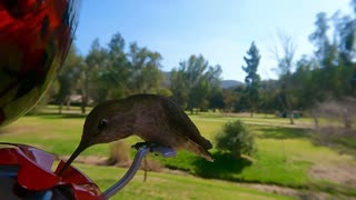 Hummingbird feeder day and dust