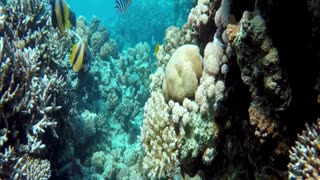 Underwater Relaxation Music : Beautiful Aquarium Coral Reef Fish, Relaxing Ocean Fish