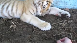 Remolón cachorro de tigre juega con un palo