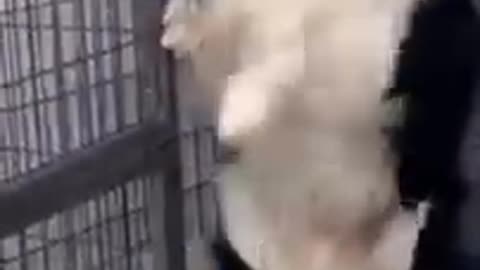 Funny pet video