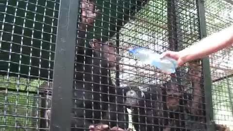 SHOCK !!! Monkey drinks water from a bottle