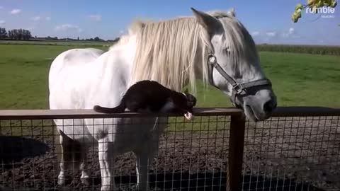 New Horse And Cat Best Friends Is The Best Thing You'll See All Day