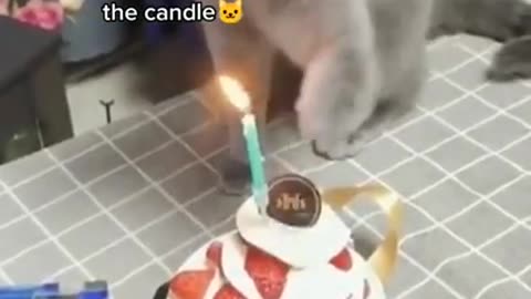 Cute Cat celebrating birthday