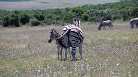 Baby zebra finished drinking from his mother in Addo Elephant National Park South Africa