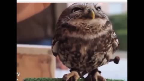 Adorable owl ever - top adorable animals