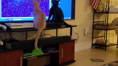 Cats Stargazing