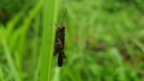Grasshopper on the grass leaf