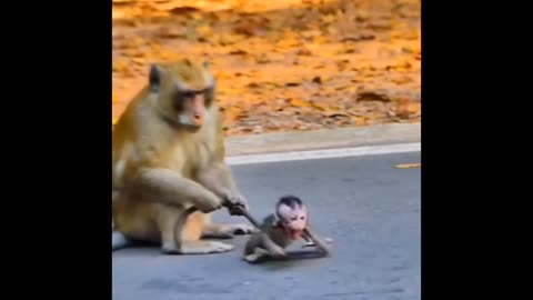 The monkeys some of the best funny videos.Try don’t lough
