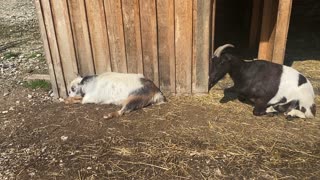 Sleeping Goat Beauty Nakita! 04.2020