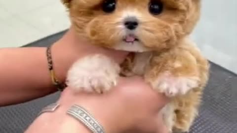 The disguised teddy bear is as cute #cute #adorablepets #animalshorts #furryfriends #pets