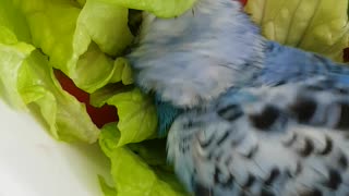 Bird Decides Owner's Salad Is Perfect For Laying In