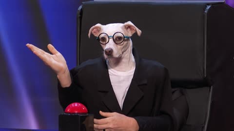 Amazing Dog perform America's Got talent-judges surprise..😯😲❤