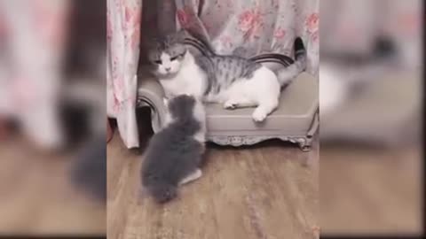 Baby _cats_cute and_ funny