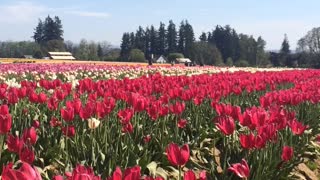 Tulip festival Oregon