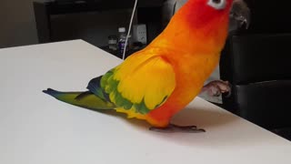 Food experiment with two parrots