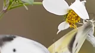 Flowers and butterflies