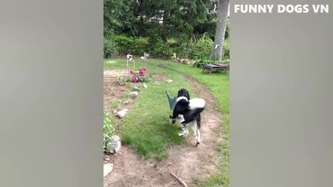 Funny dog video... funny cat