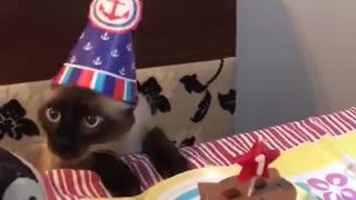 Cat Gets Some Cake