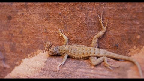 Lizard on Sandstone Wall