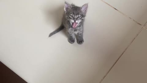 Cute baby cat yawning! 😍😍
