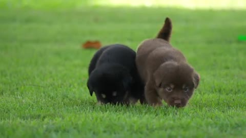 Cute Puppy Playing In The Park