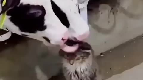 Cow Love The Cat sooo cute