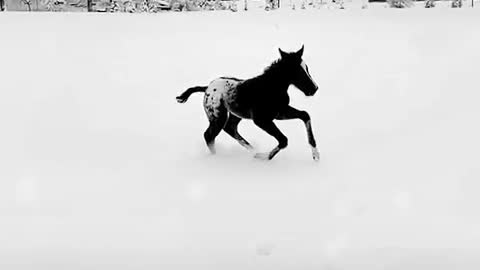 Foal in snow