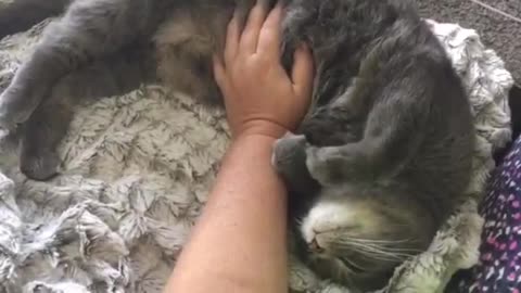 When She Pets Her Cat, He Adorably Returns The Favor!