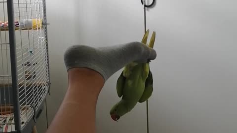 Parrot Hangs From His Human