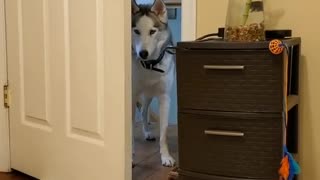 Sassy Husky Having a Tantrum