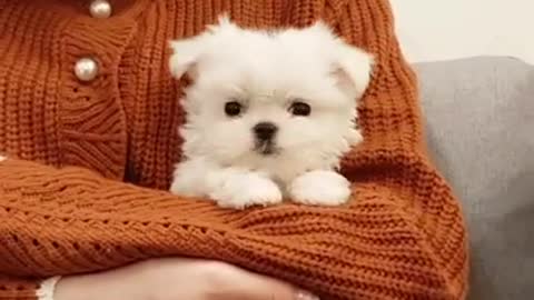 The cutest Maltese in the world lovely puppies videos
