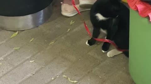 Wild cat plays with string