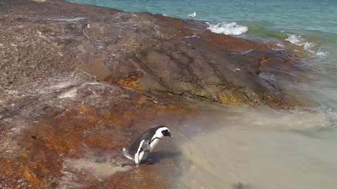 Cute Penguin playing at beach