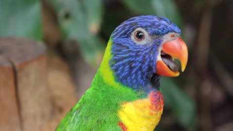 Cute Parrot Speach
