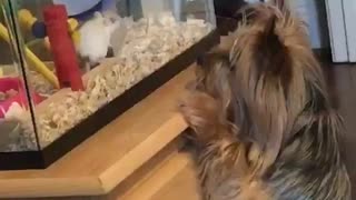 Small brown dog stands on hind legs to look at white hamster