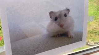 Daughter Launches Convincing Campaign for a New Hamster