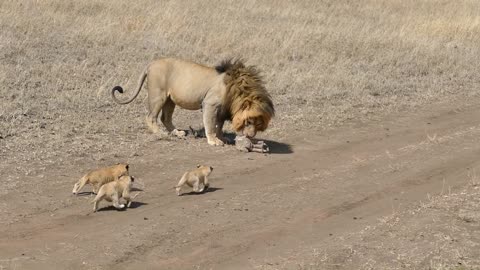Lion dad tries to ditch his kids 22