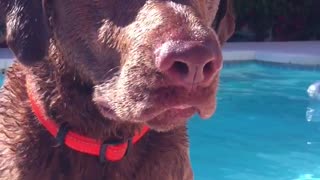 Brown dog diving in the pool to fetch ball