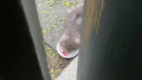 My cute cat feedings