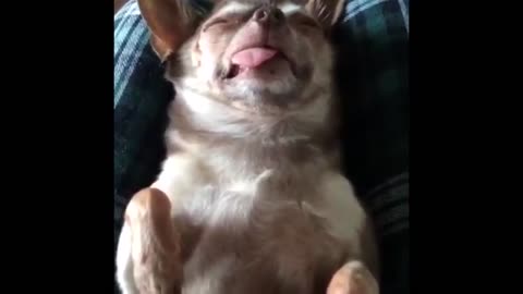 Mojito The adorably ugly Chihuahua dog