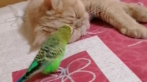 Кот и птица, милые животные #191
