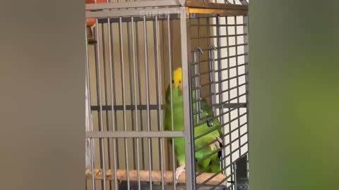 Smart And Funny Parrots - 2021