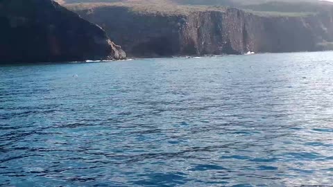 Spinner Dolphins playing off Lana'i coast, Hawaii