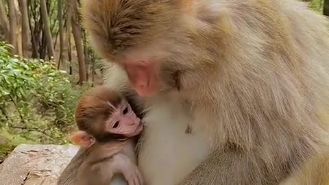 funny animal videos for kids ! Monkey's