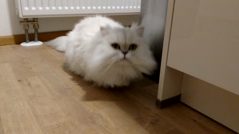 Lovely Persian Cat can't wait to cuddle