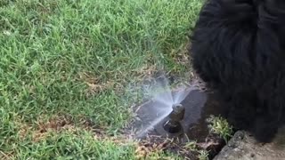 t’s wet dog Wednesday! I love when there are sprinklers going on my walkies!