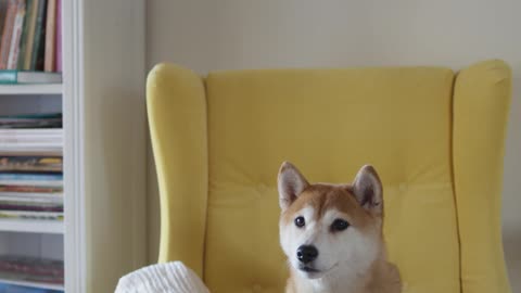 The famous meme dog; Doge in real life FHD