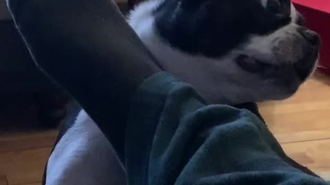 Boston Terrier hilariously attacks owner's feet